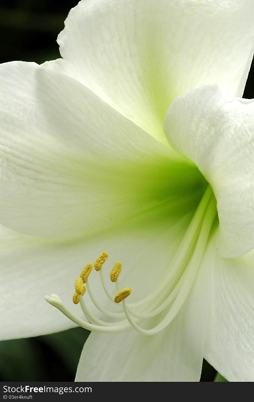 Beautiful Photagraph of a White Lilly