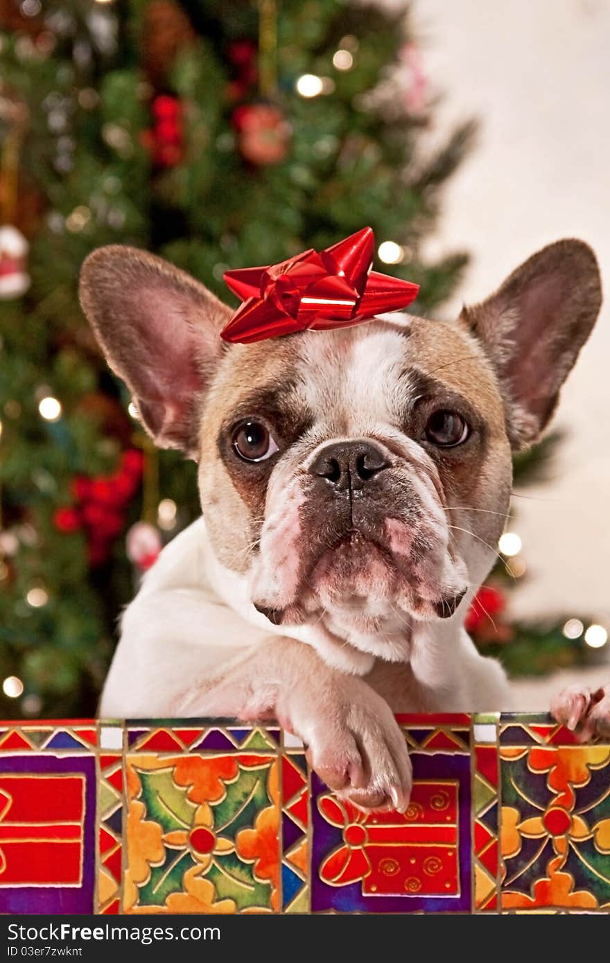 A french bulldog in a Christmas present. A french bulldog in a Christmas present.