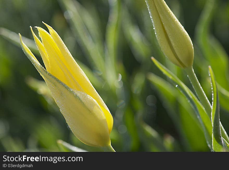 Photo of a yellow tulip backlit at sunrise. Photo of a yellow tulip backlit at sunrise