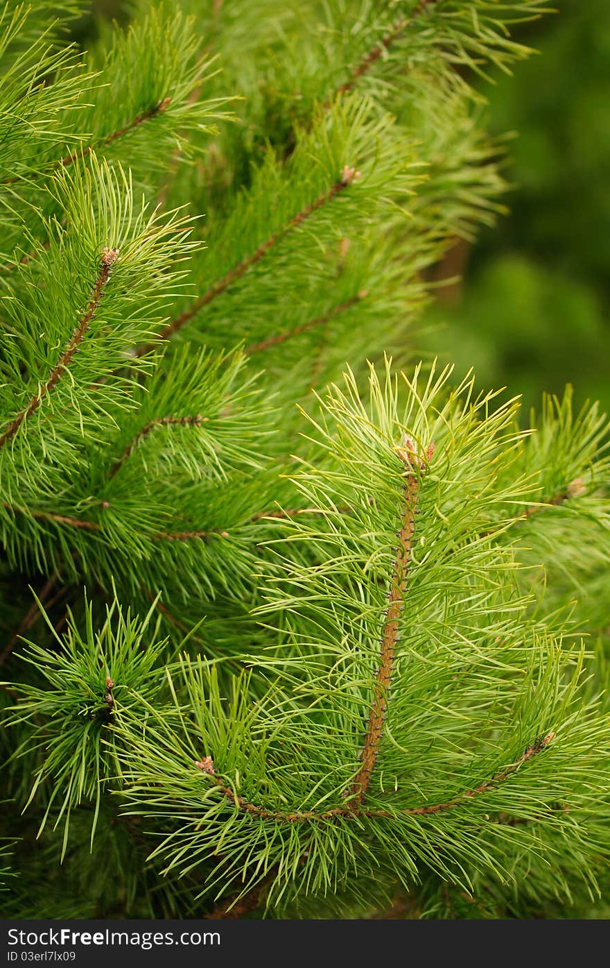 A close-up of young green pine tree branches. A close-up of young green pine tree branches