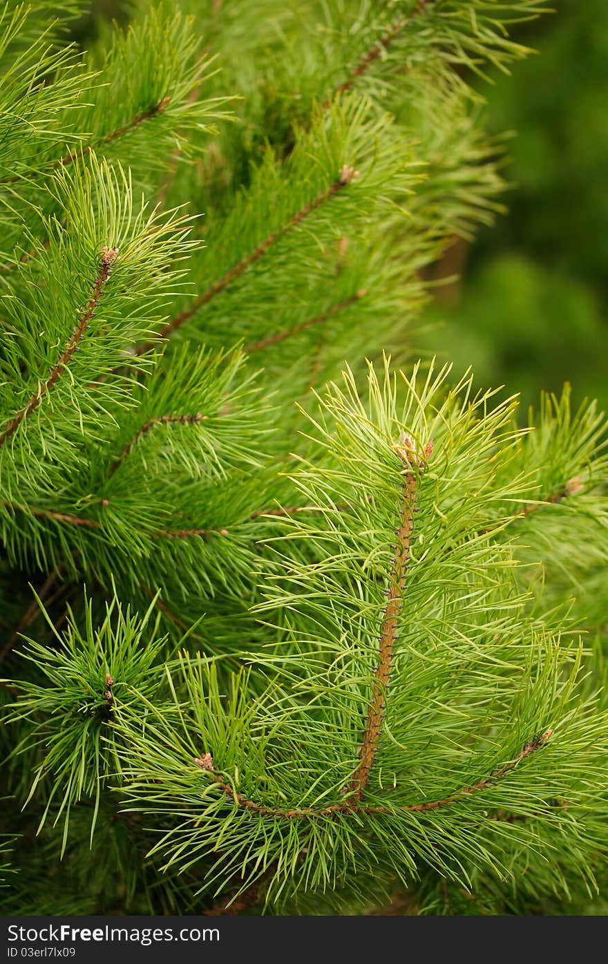 Young Green Pine Branches