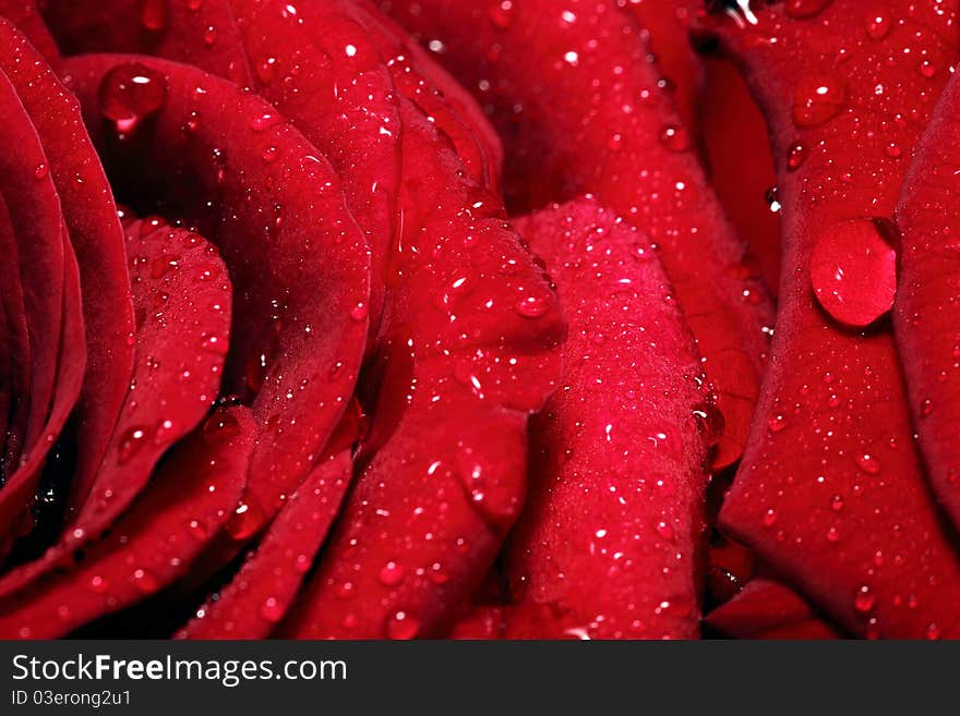 Water drops on rose petals closeup. Water drops on rose petals closeup