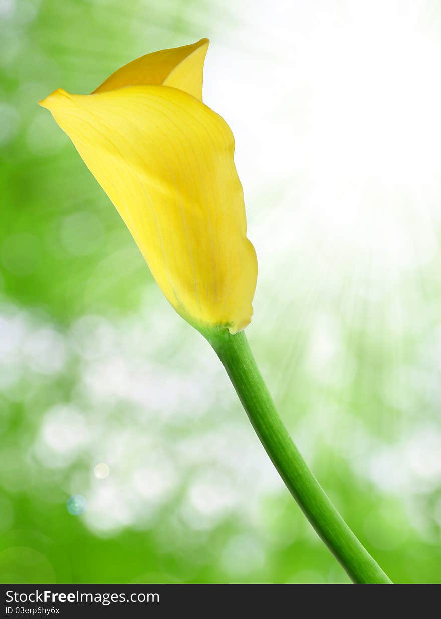 Yellow tulips with blurry background