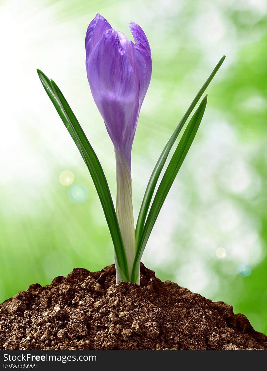 Purple flowers in soils with background blur. Purple flowers in soils with background blur