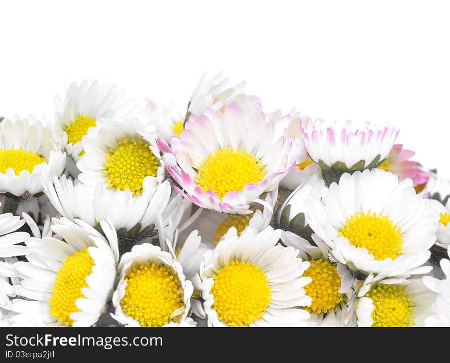 Beautiful flowers of daisies on a white background. Beautiful flowers of daisies on a white background