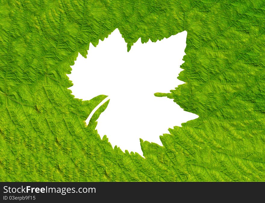 Green leaf closeup background or texture. Green leaf closeup background or texture