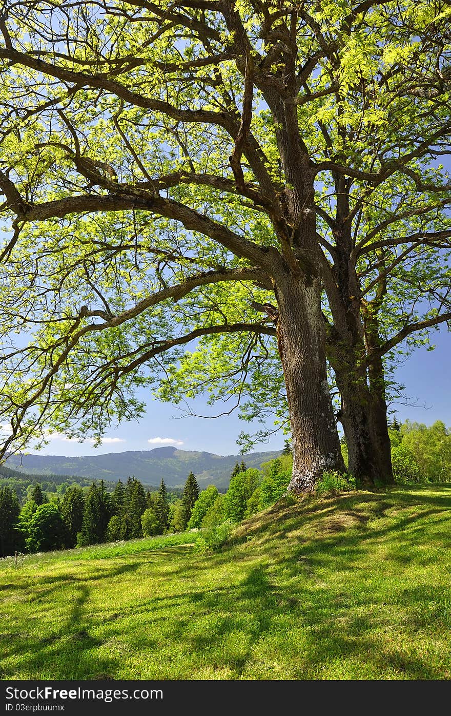 Large branched tree in a meadow in the middle of the Bohemian Forest - Czech Republic