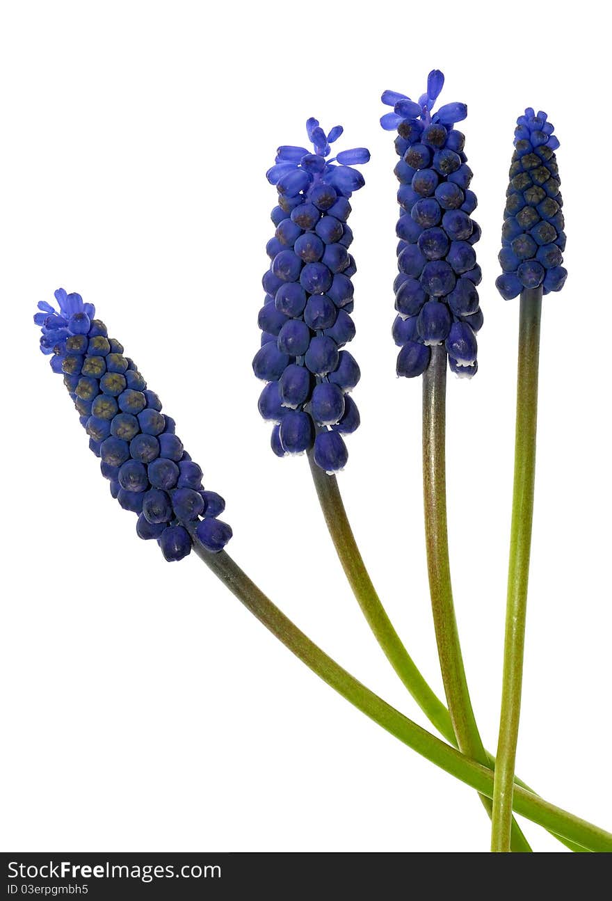 Muscari flowers on the white background