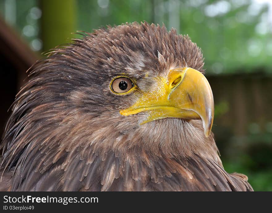 A large bird of prey with a green background blur. A large bird of prey with a green background blur