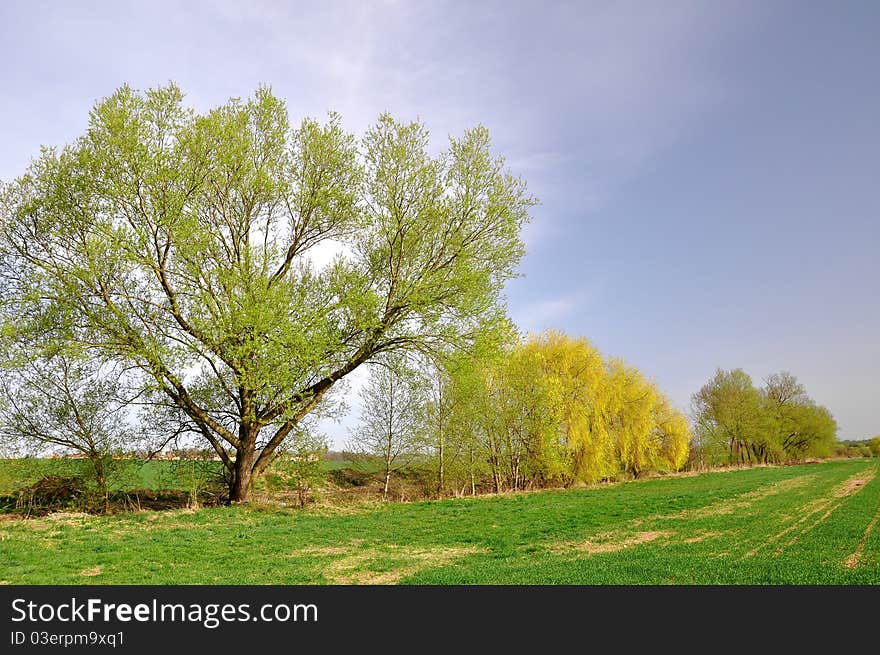 Spring landscape