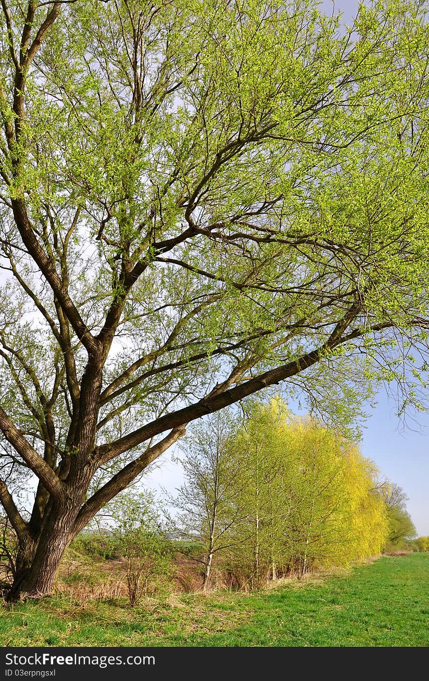 Large branched tree in a meadow in the middle of the Bohemian Forest - Czech Republic