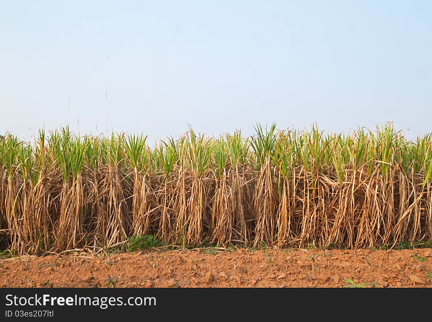 Plant of Sugarcane and blue sky