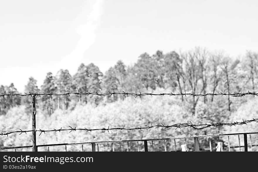 Black and white photo of barbwire on the nature.