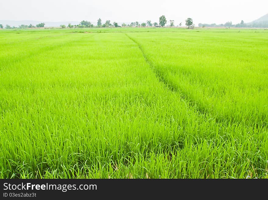 Green young rice in paddy field