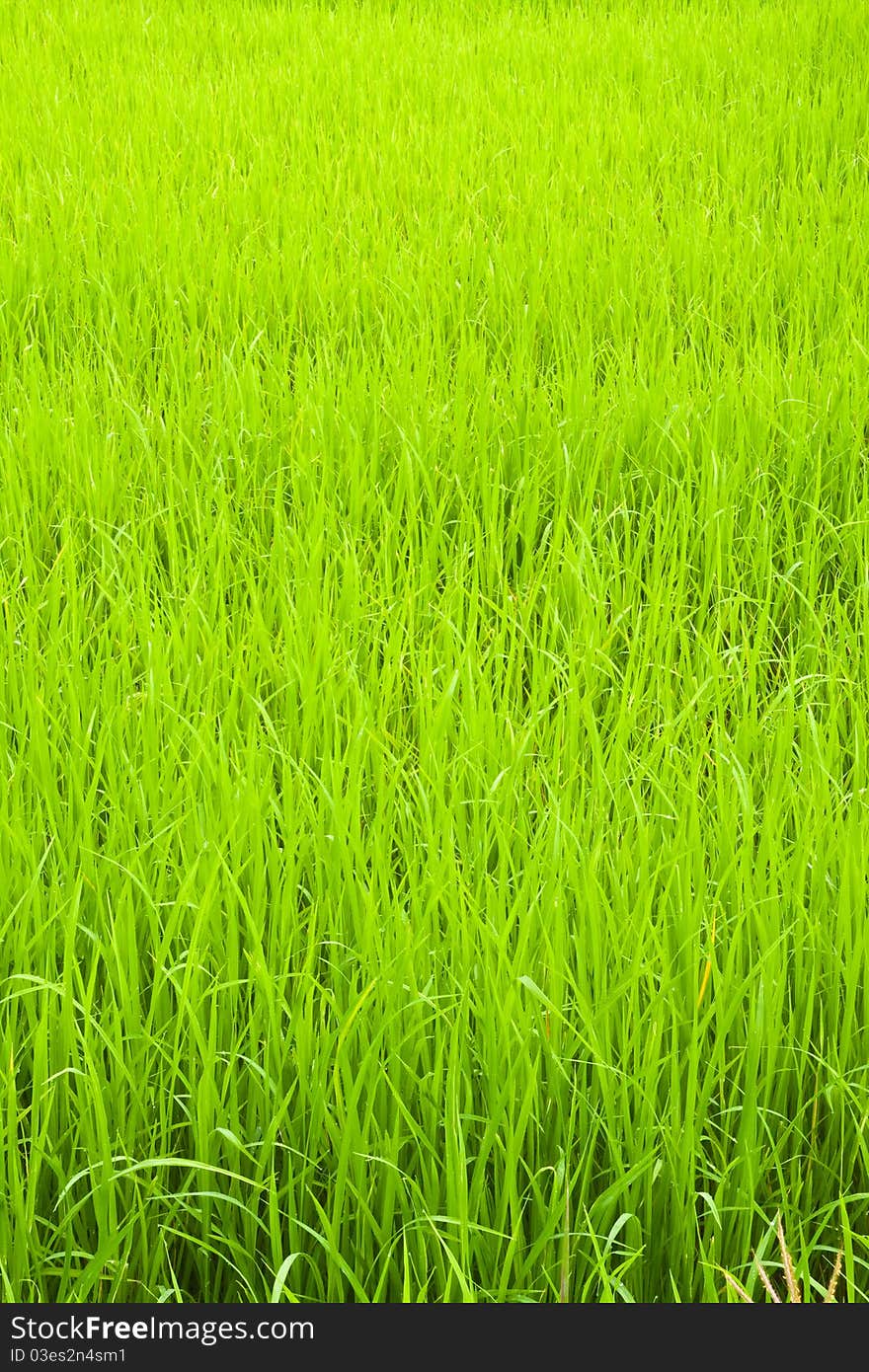 Green young rice in paddy field