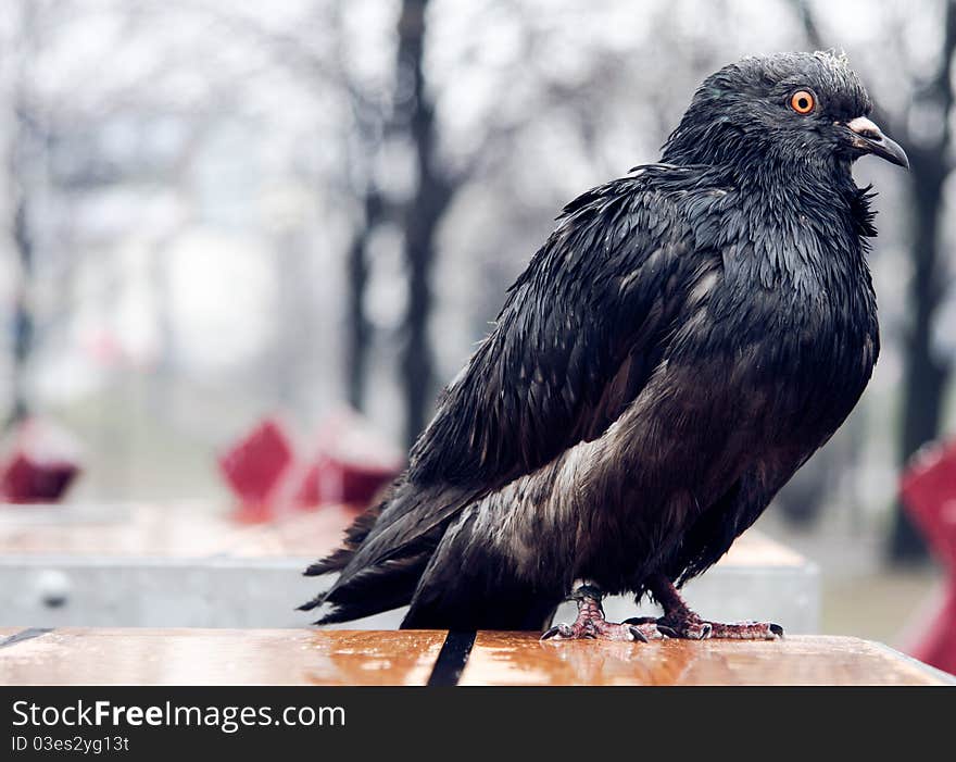 Wet pigeon