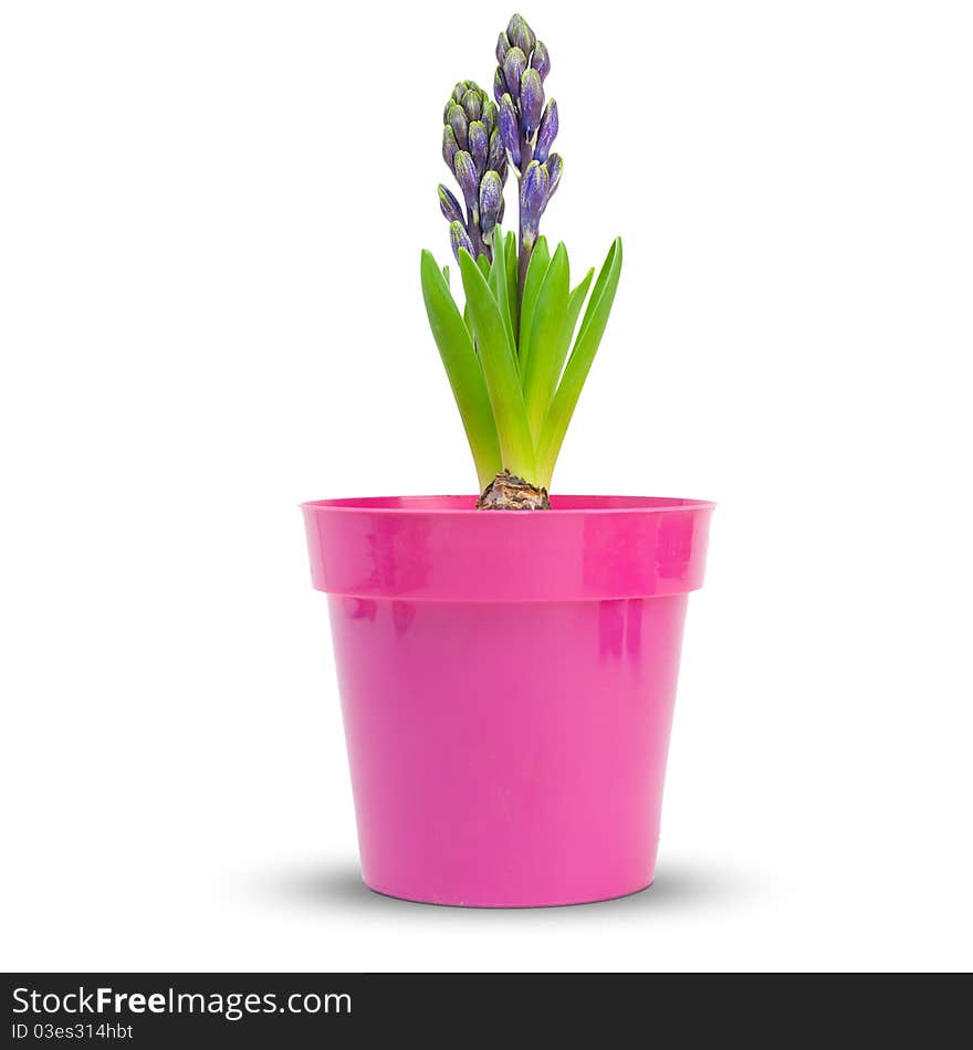 Hyacinth into a pink pot over a white background. Hyacinth into a pink pot over a white background