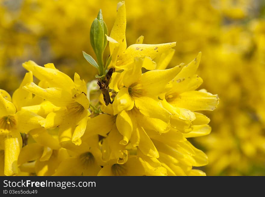 Yellow spring flowers on tree