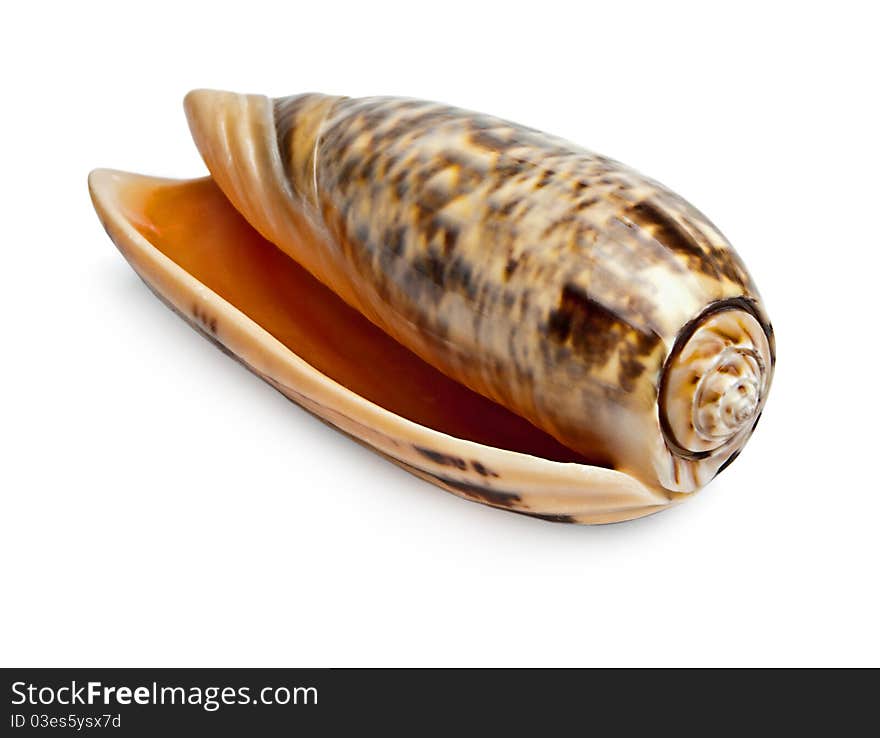 Isolated big beautiful shell on white background