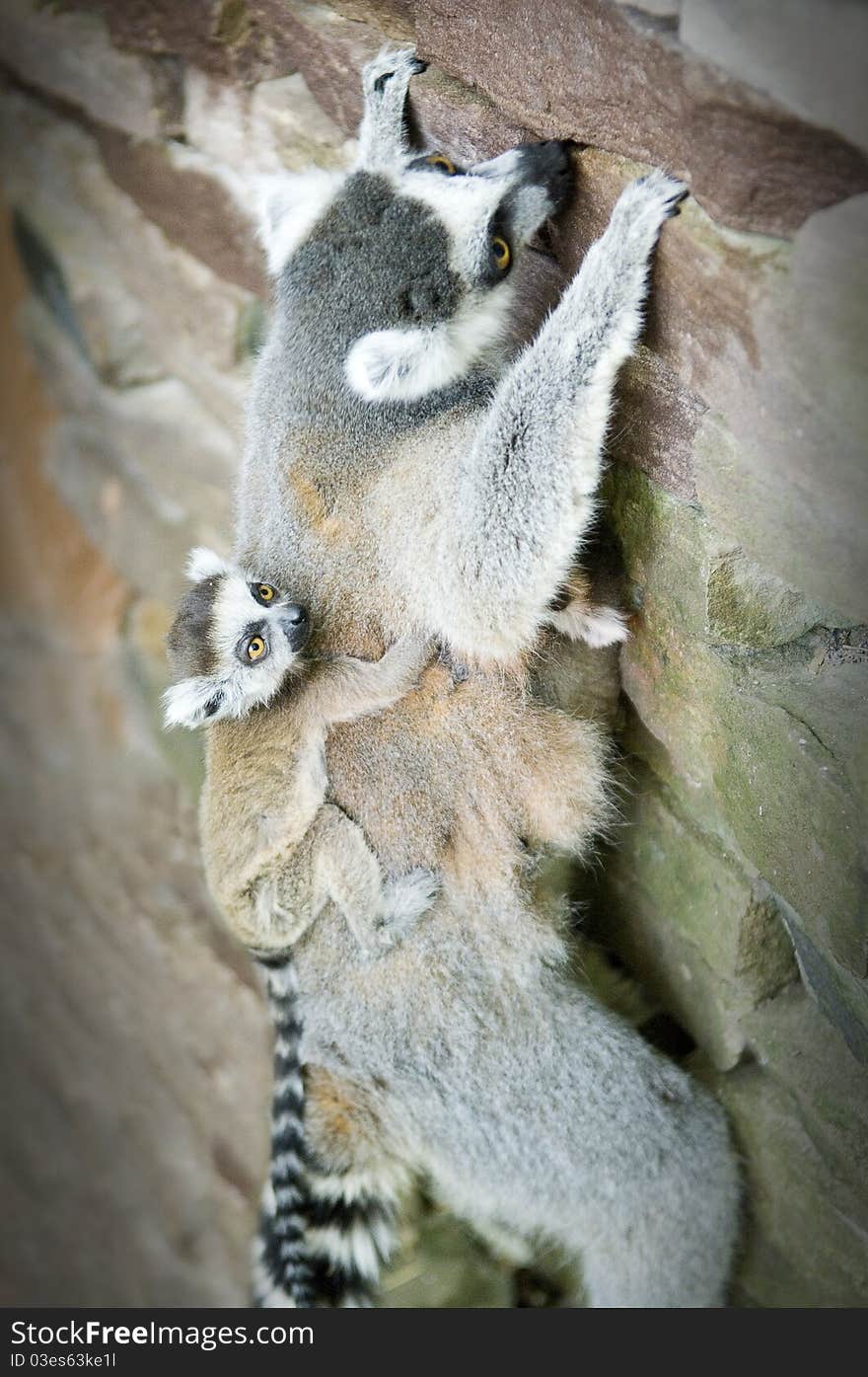 Mother and baby ring-tailed Lemur climbing wall