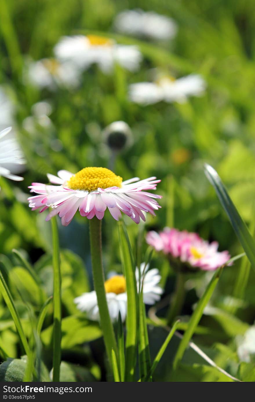 Daisies field as beautiful background