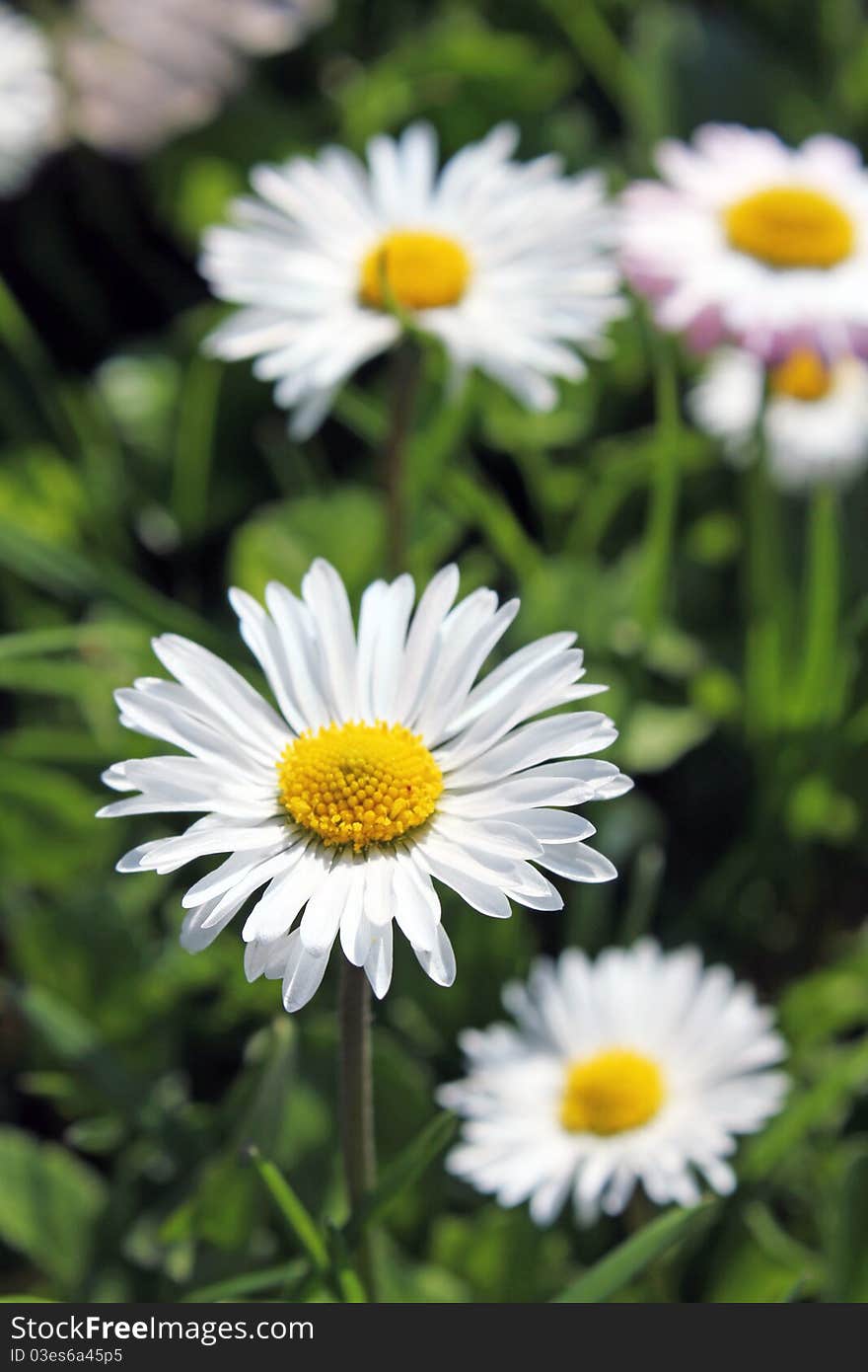 Daisies field as beautiful background