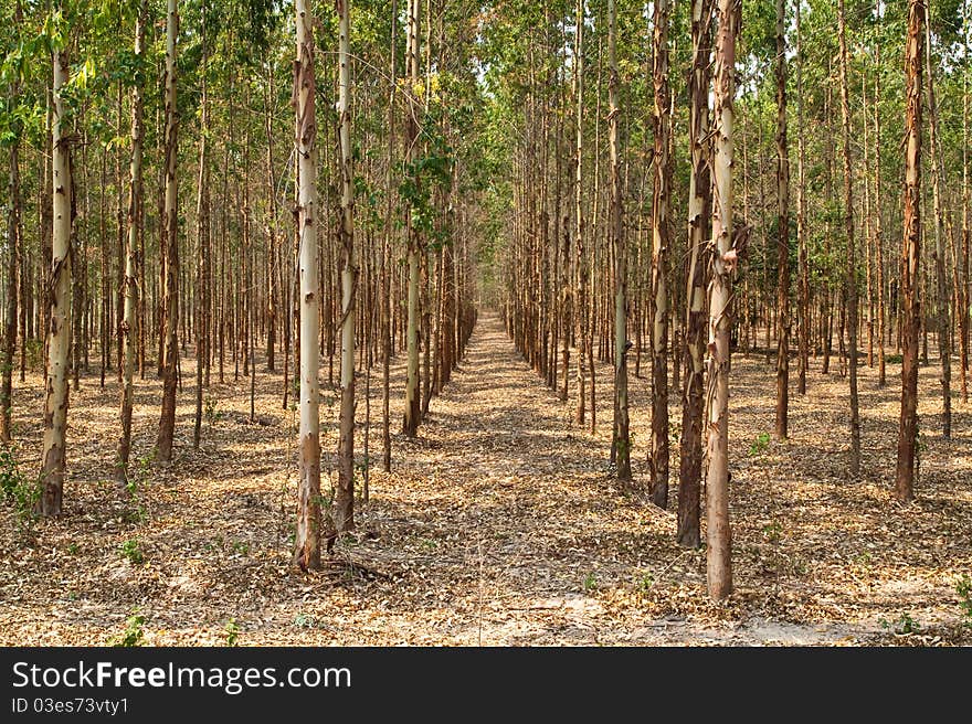 Eucalyptus forest in Thailand