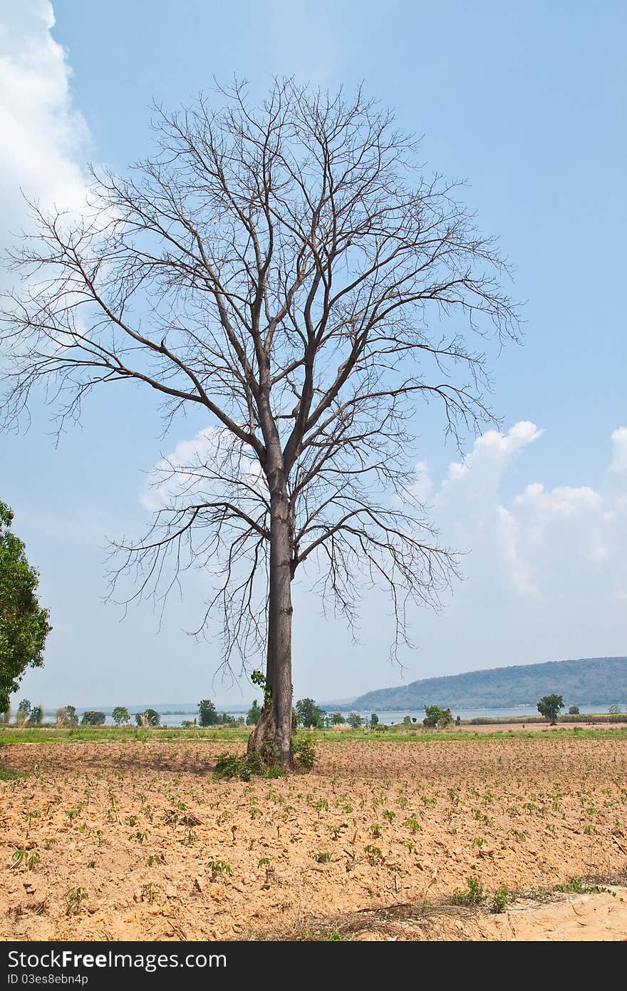 Dead Big Tree in farm and Blue Sky Background