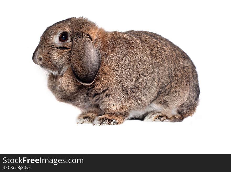 Adorable rabbit isolated on white