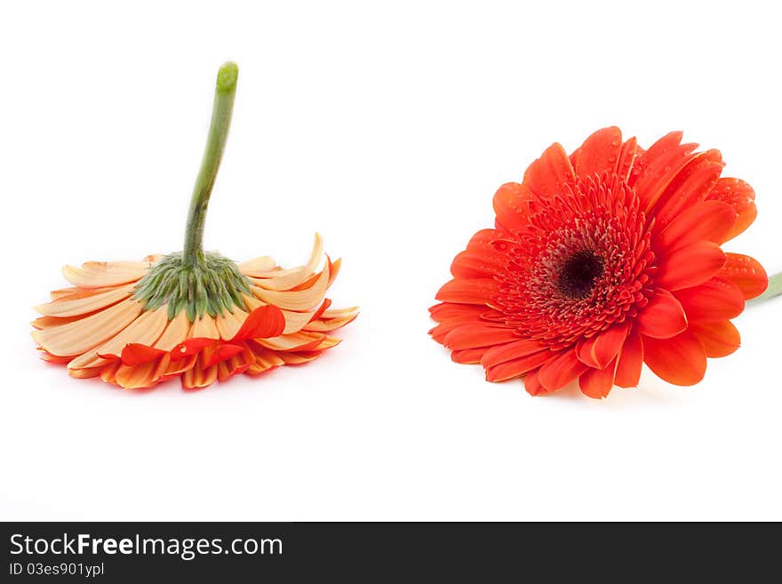 Gerbera With Drops Of Water