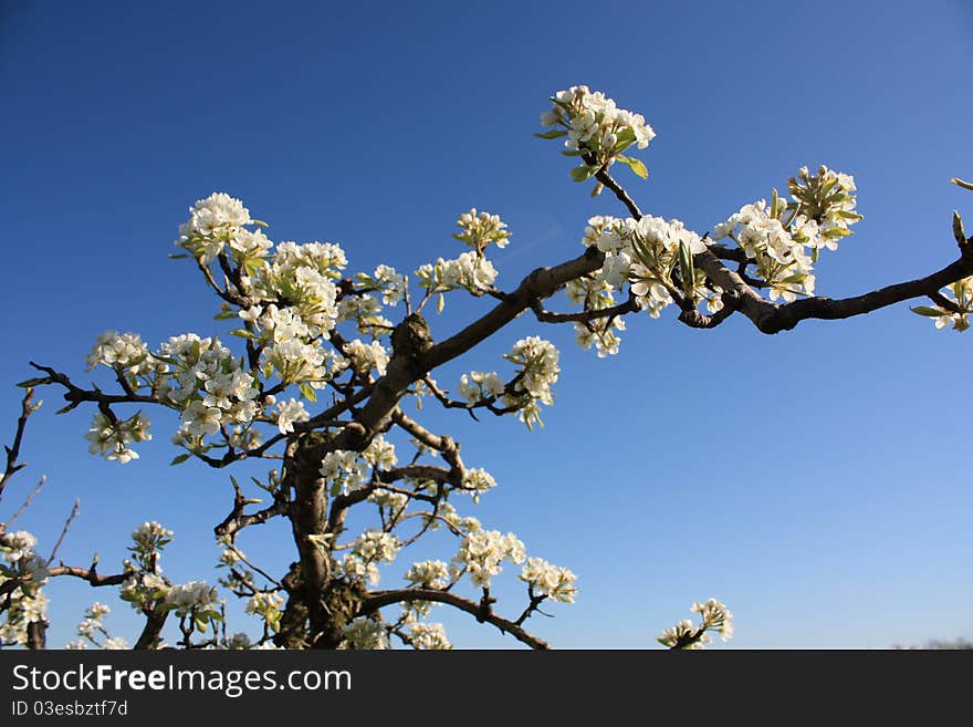 Branch of apple flowers