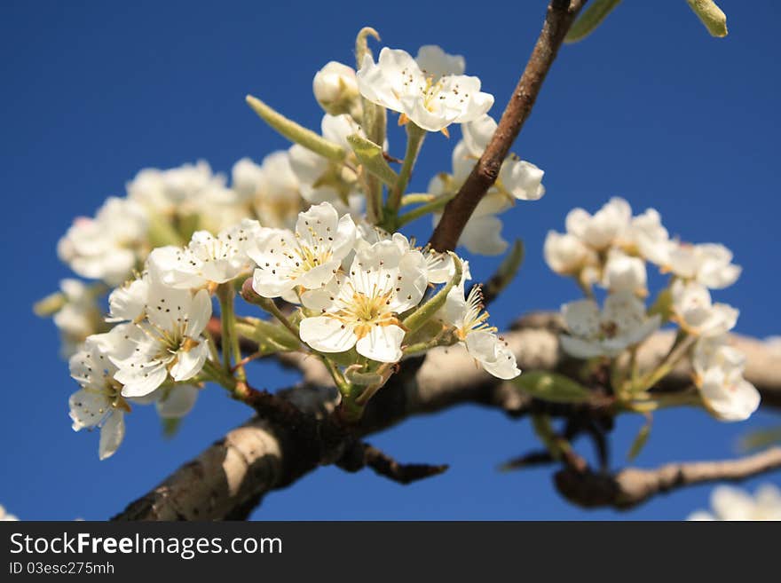 Branch of apple flowers