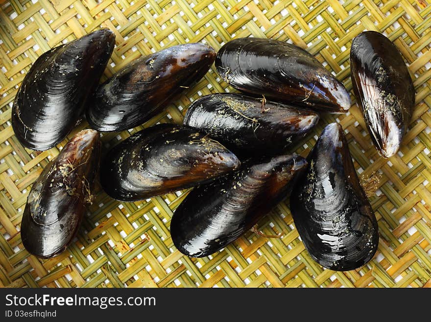 Fresh mussel