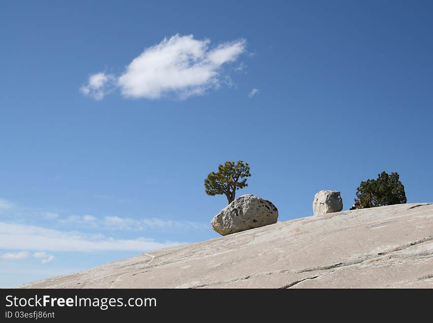 Tree at olmsted point in yosemite national park