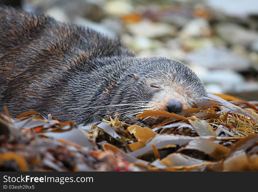 Wild seal sleeping at Seal colony coastal in Kaikoura New Zealand. Wild seal sleeping at Seal colony coastal in Kaikoura New Zealand