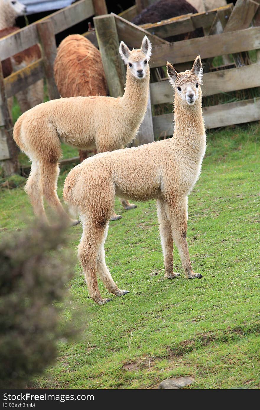 Two brown lamas in farm with green grass