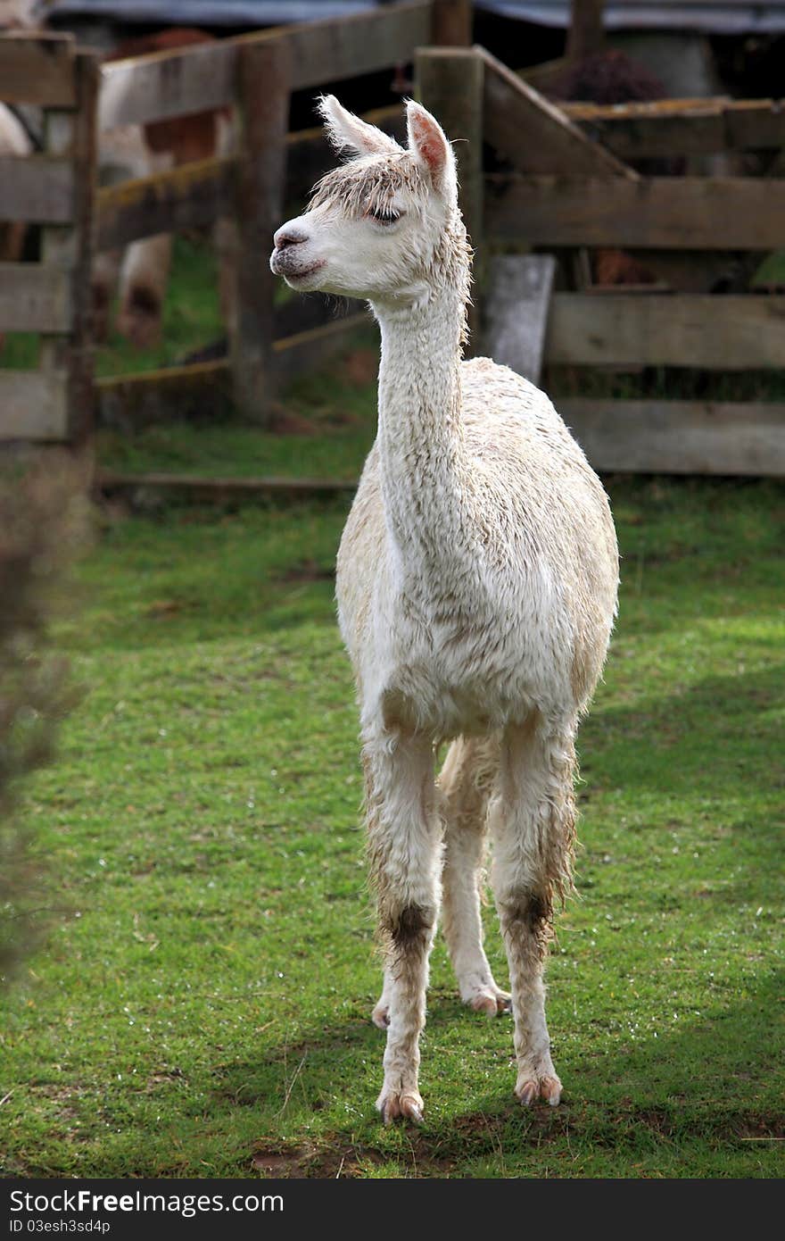 Young lama in farm with green grass