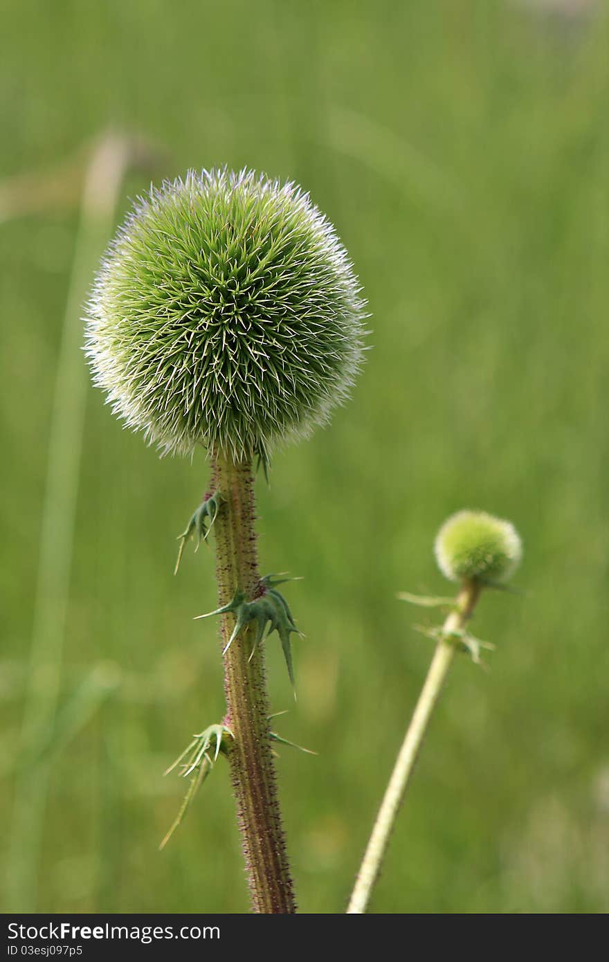 Green thistle on the field