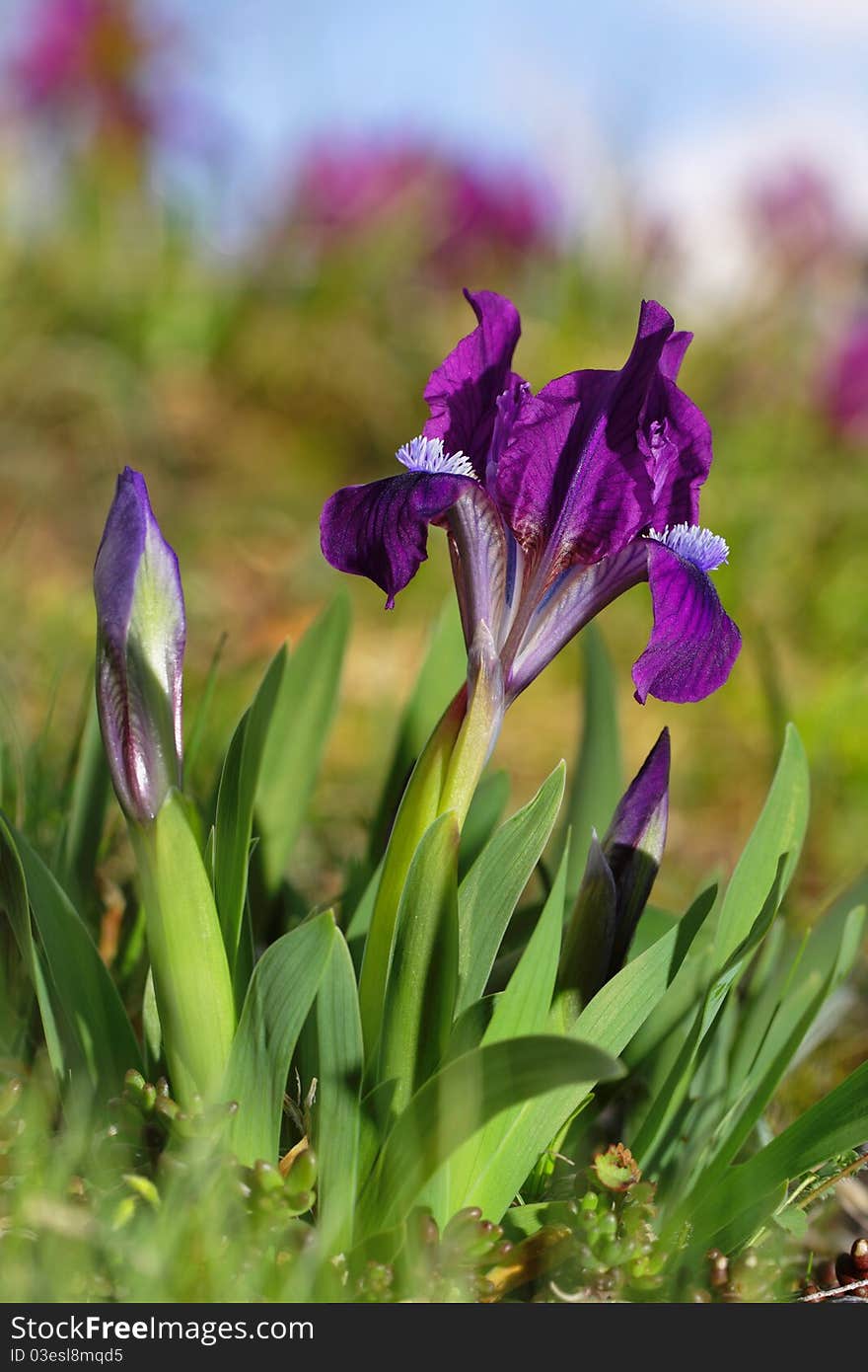 Spring flower photographed in a natural protected area. Spring flower photographed in a natural protected area.