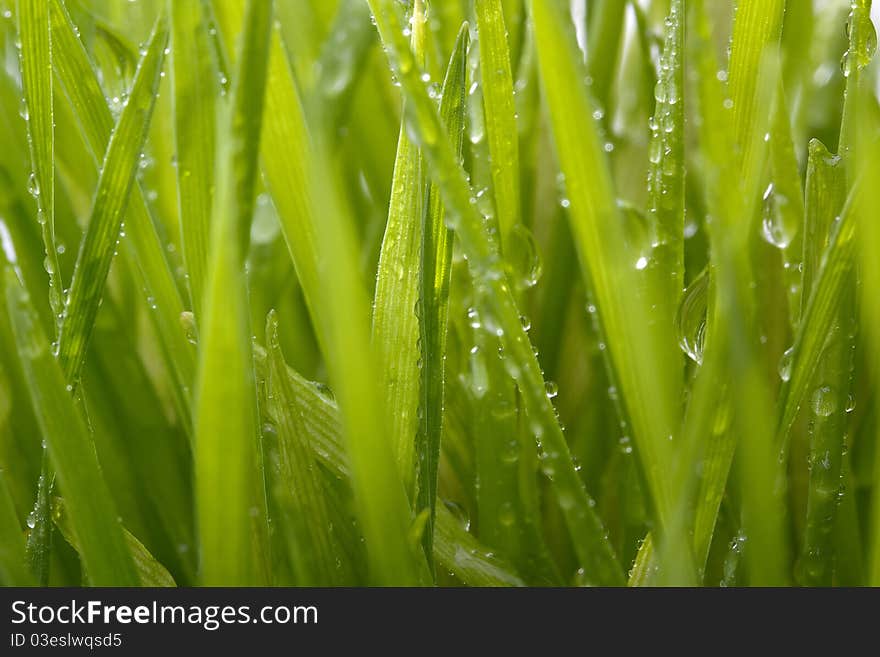 Close-up of green grass blades as a background.