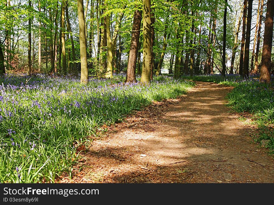 Spring Bluebells In An English Beech Wood