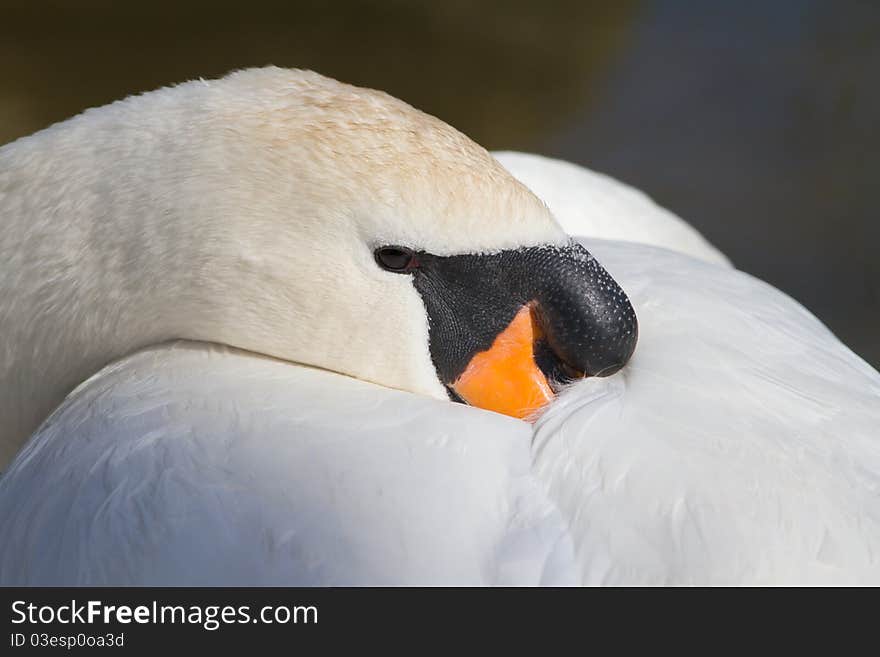 Mute swan (Cygnus olor) sleeping