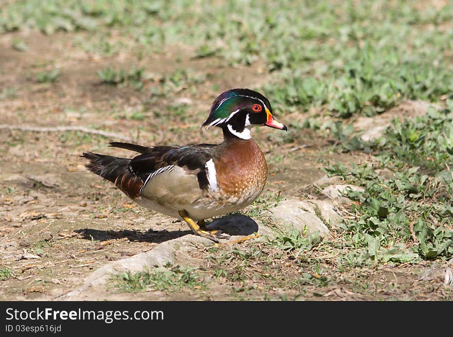 American Wood Duck - Aix sponsa, Male on the ground