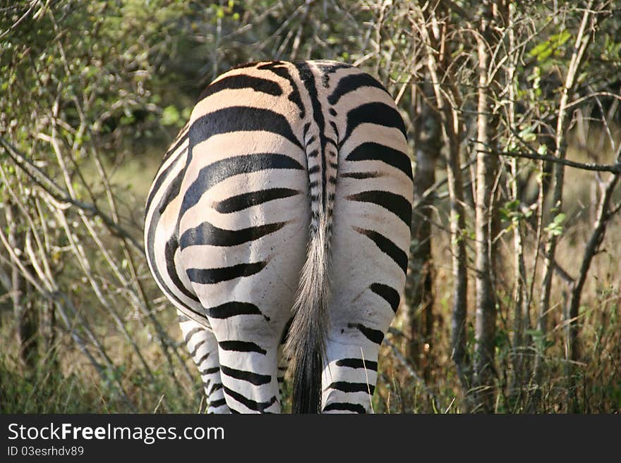 Rear view of a Zebra. Rear view of a Zebra