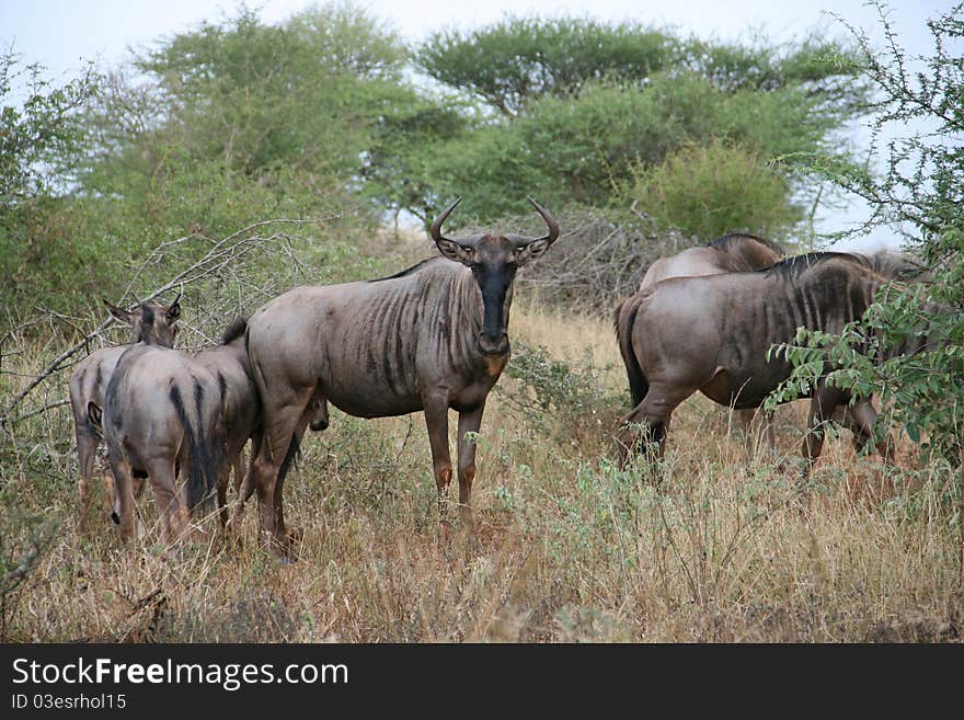 Wildebeest grazing in long grass