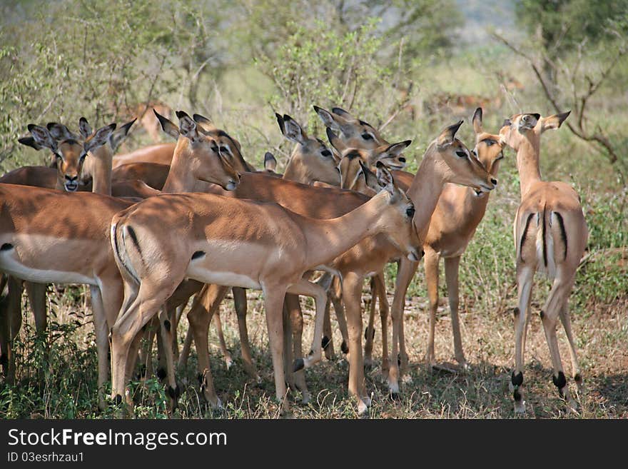 Impalas grazing in the shade