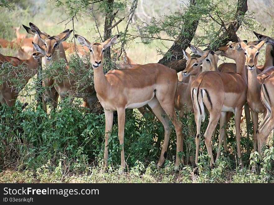 Impalas grazing in the shade