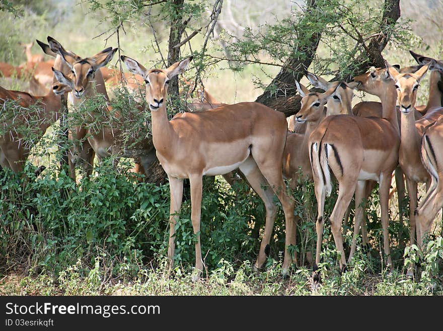 Impalas Grazing