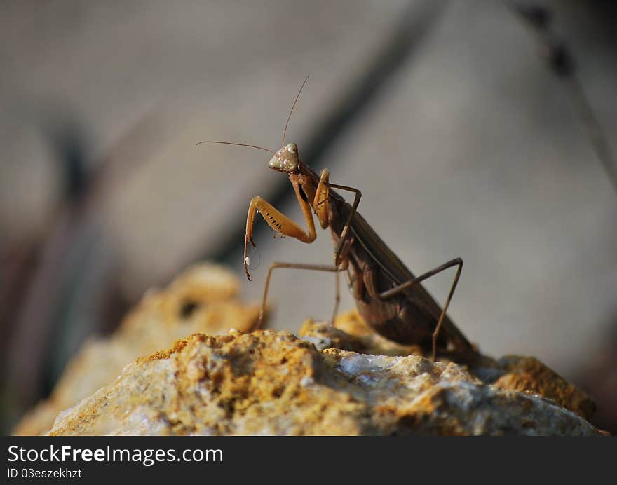 Large praying mantis sitting on a stone and looks into the camera