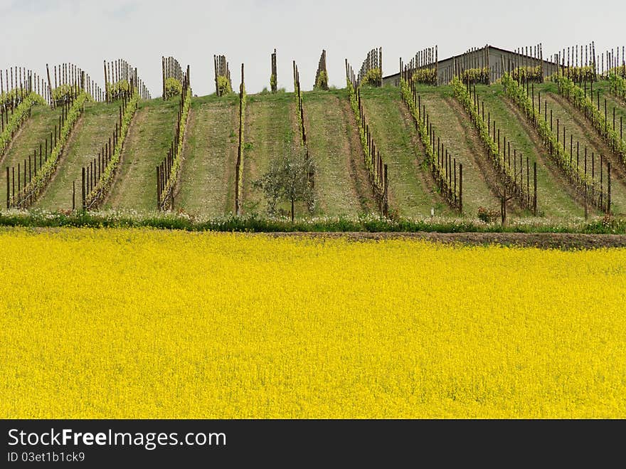 Field of yellow flowers in spring hill vineyards. Field of yellow flowers in spring hill vineyards